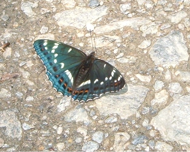 Spettacolo della natura: Limenitis populi